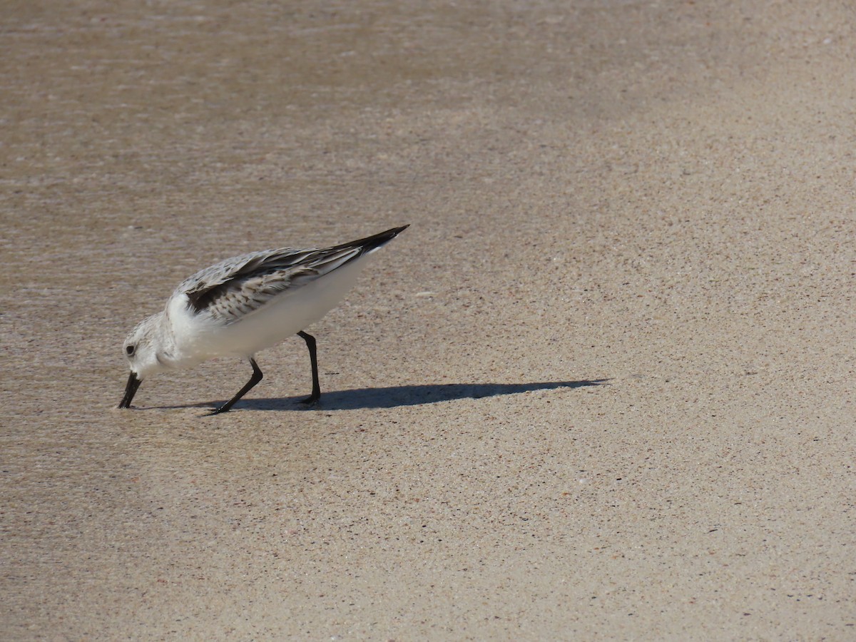 Sanderling - ML643575897