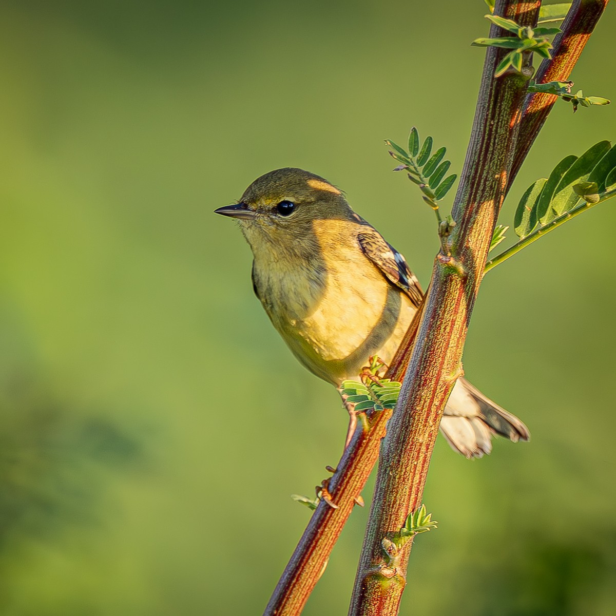 Blackpoll Warbler - ML643575901