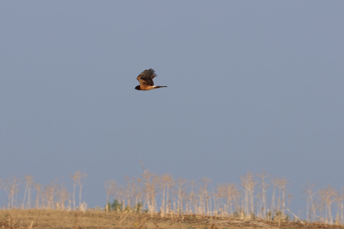 זרון אמריקני - ML643575902