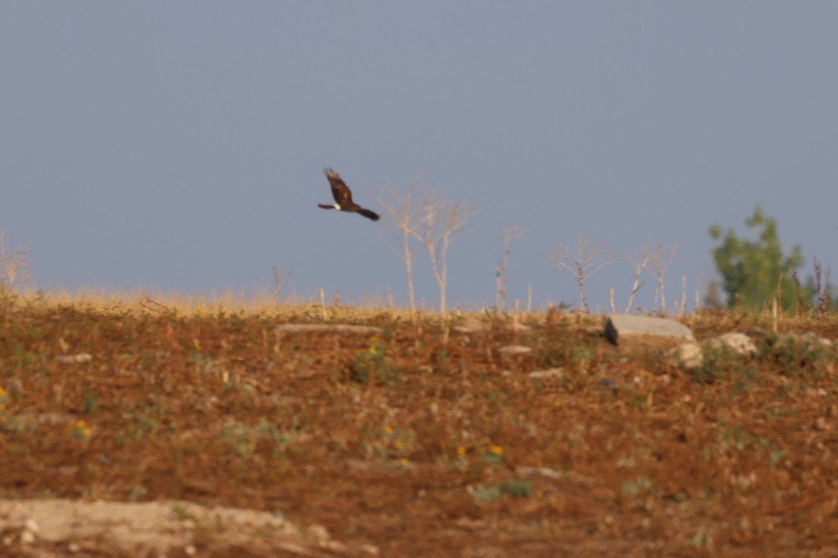 זרון אמריקני - ML643575911