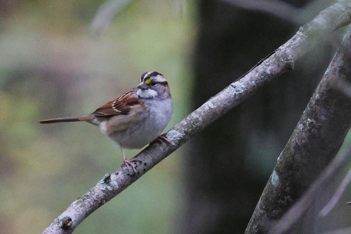 White-throated Sparrow - ML643575921