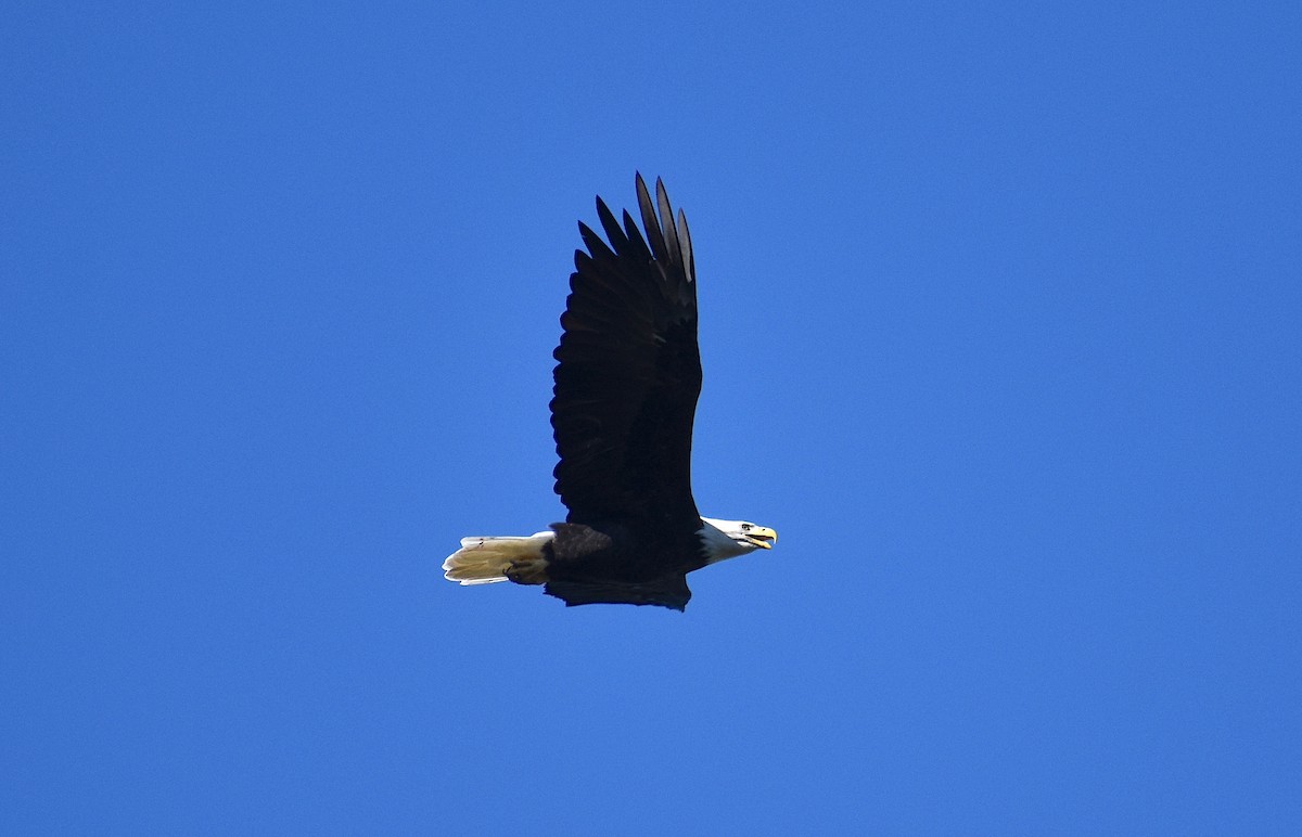 Bald Eagle - ML643575922
