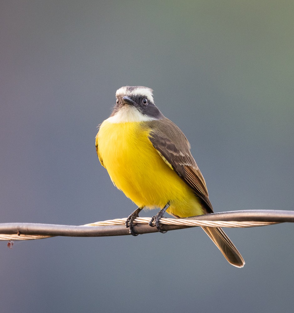 Rusty-margined Flycatcher - ML643575924