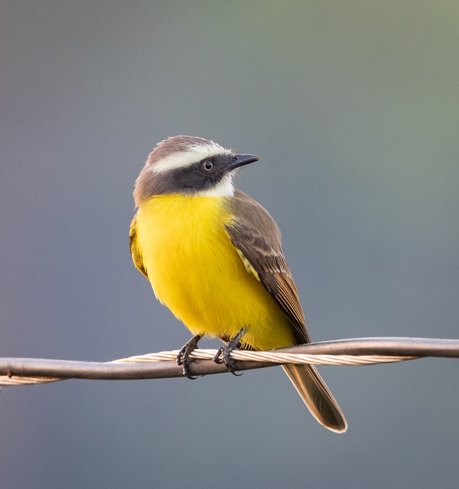 Rusty-margined Flycatcher - ML643575925