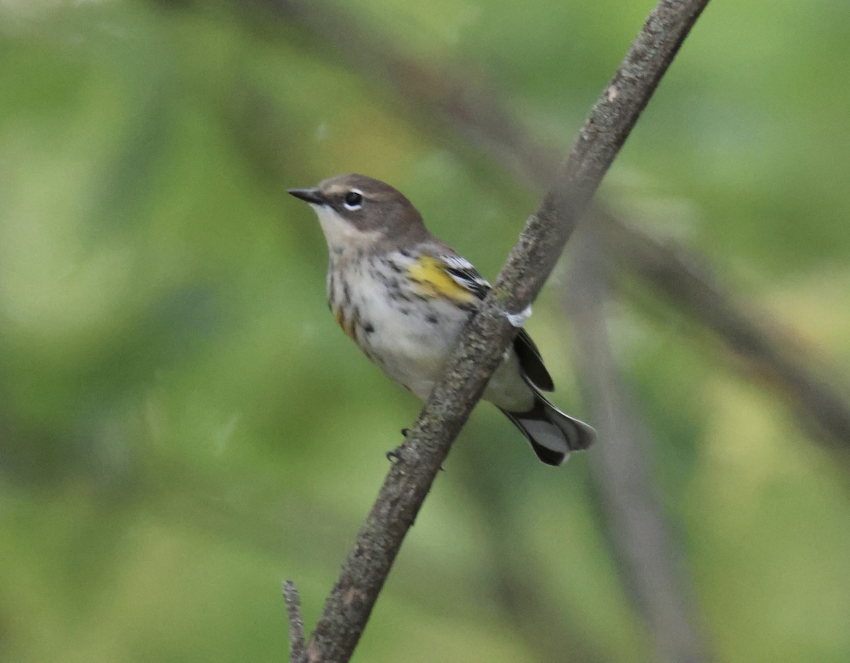 Yellow-rumped Warbler - ML643575932