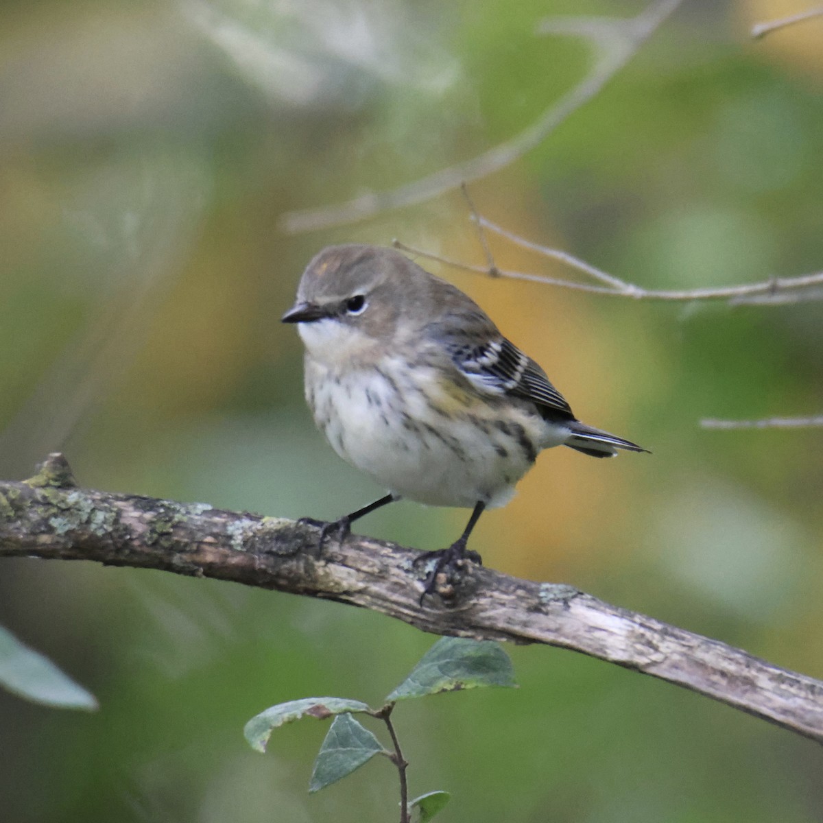Yellow-rumped Warbler - ML643575933