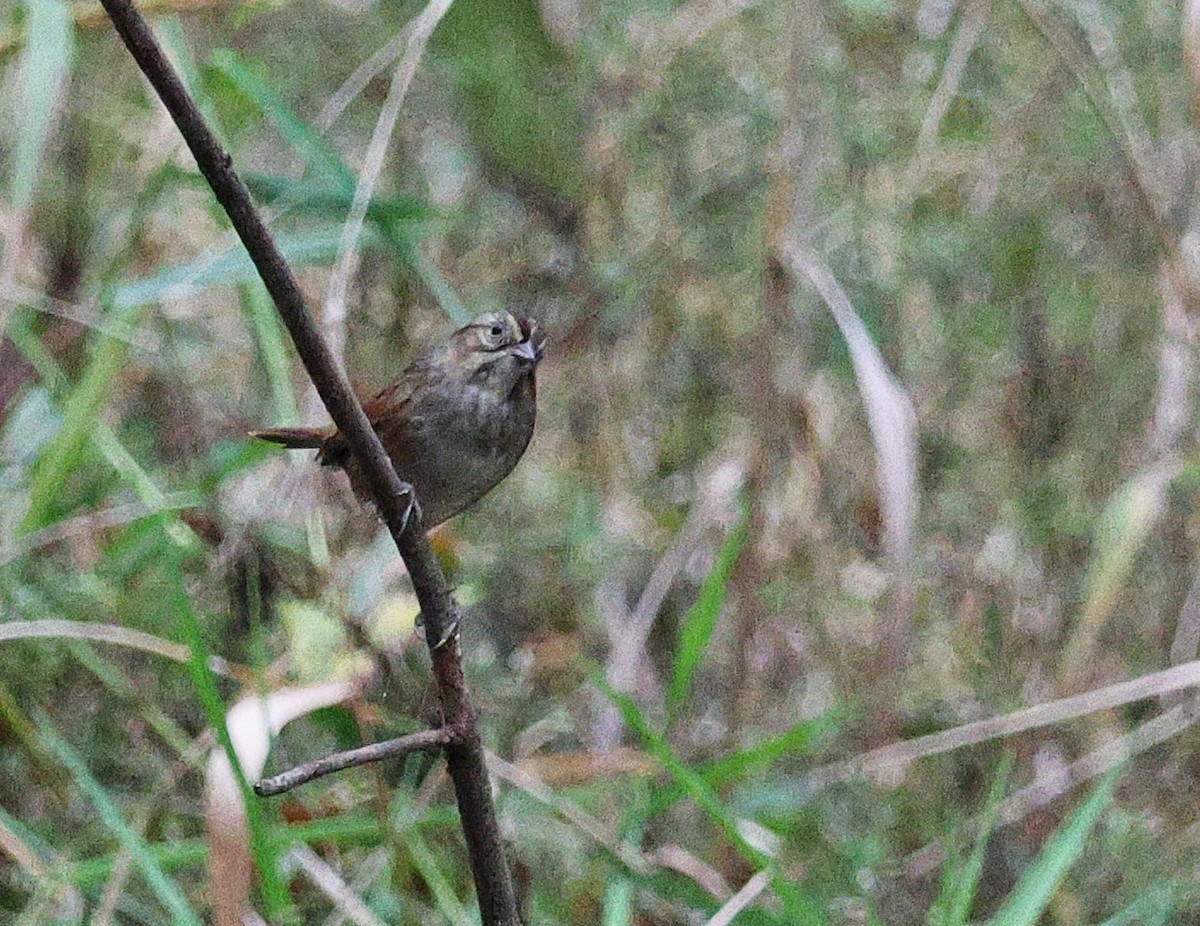 Swamp Sparrow - ML643575935