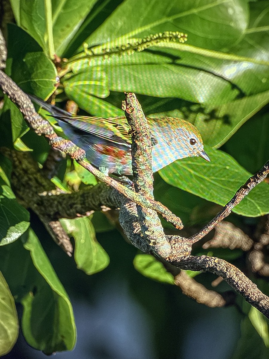 Chestnut-sided Warbler - ML643575942