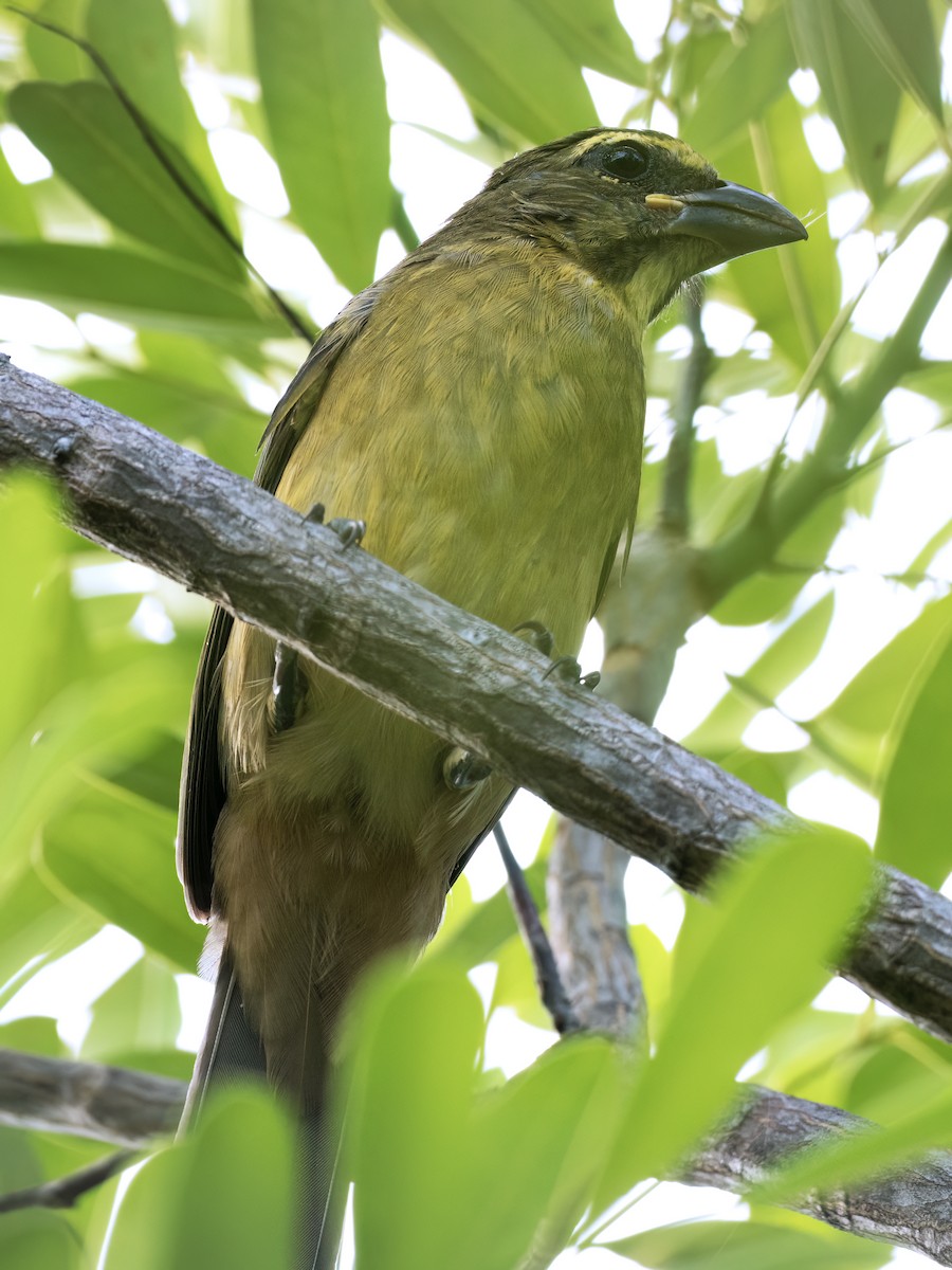 Cinnamon-bellied Saltator - ML643575953