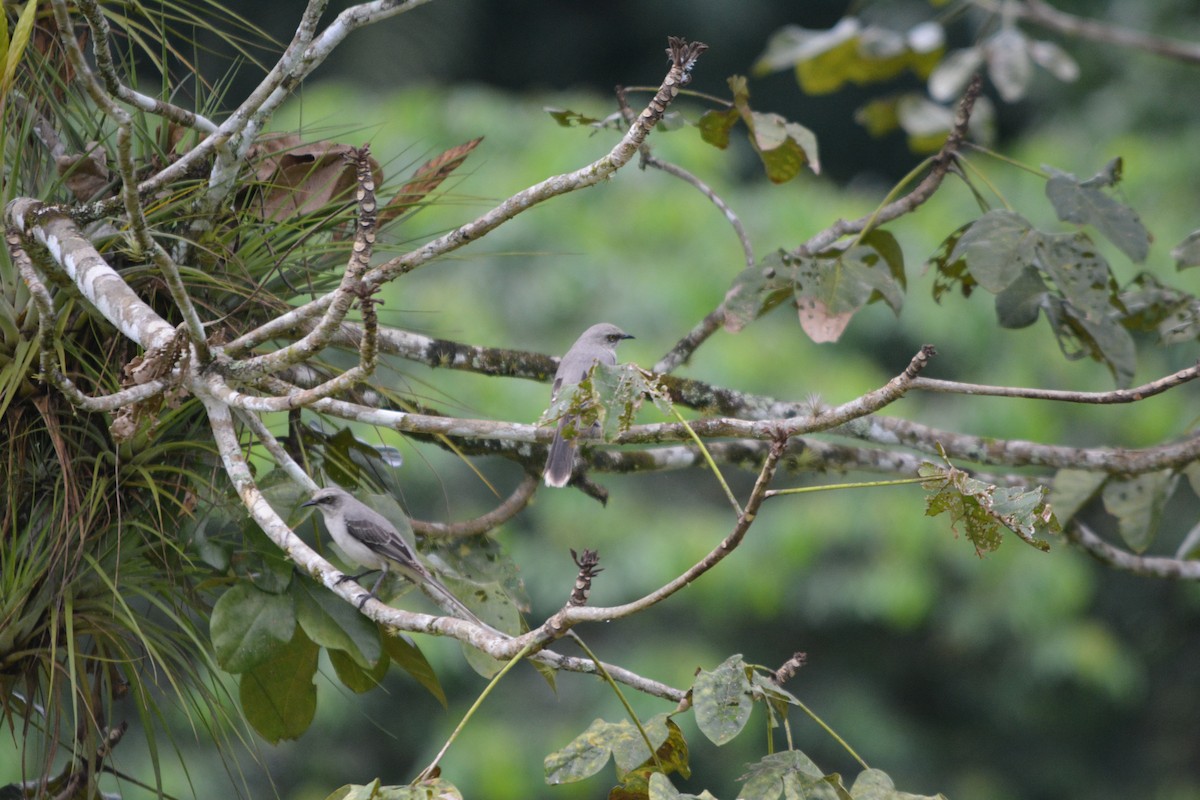 Sinsonte Tropical - ML643575963