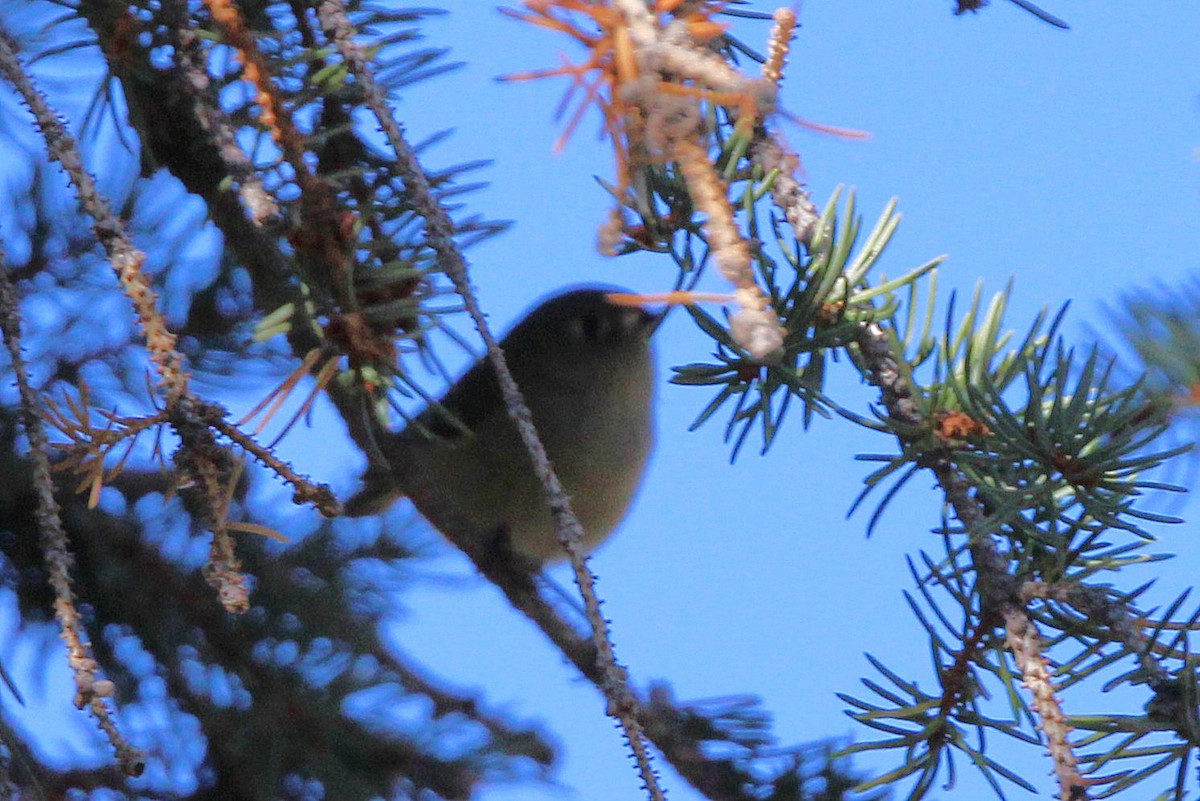Ruby-crowned Kinglet - ML643575972