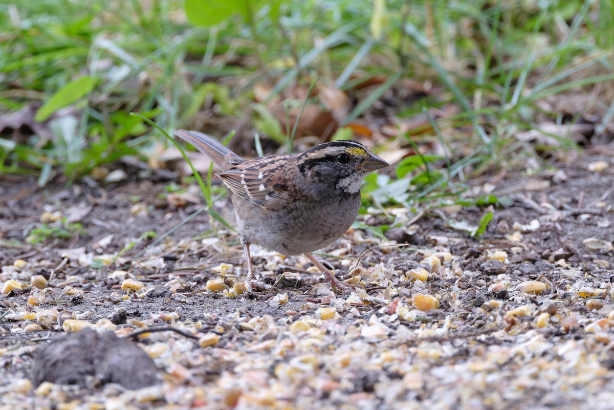 White-throated Sparrow - ML643575976