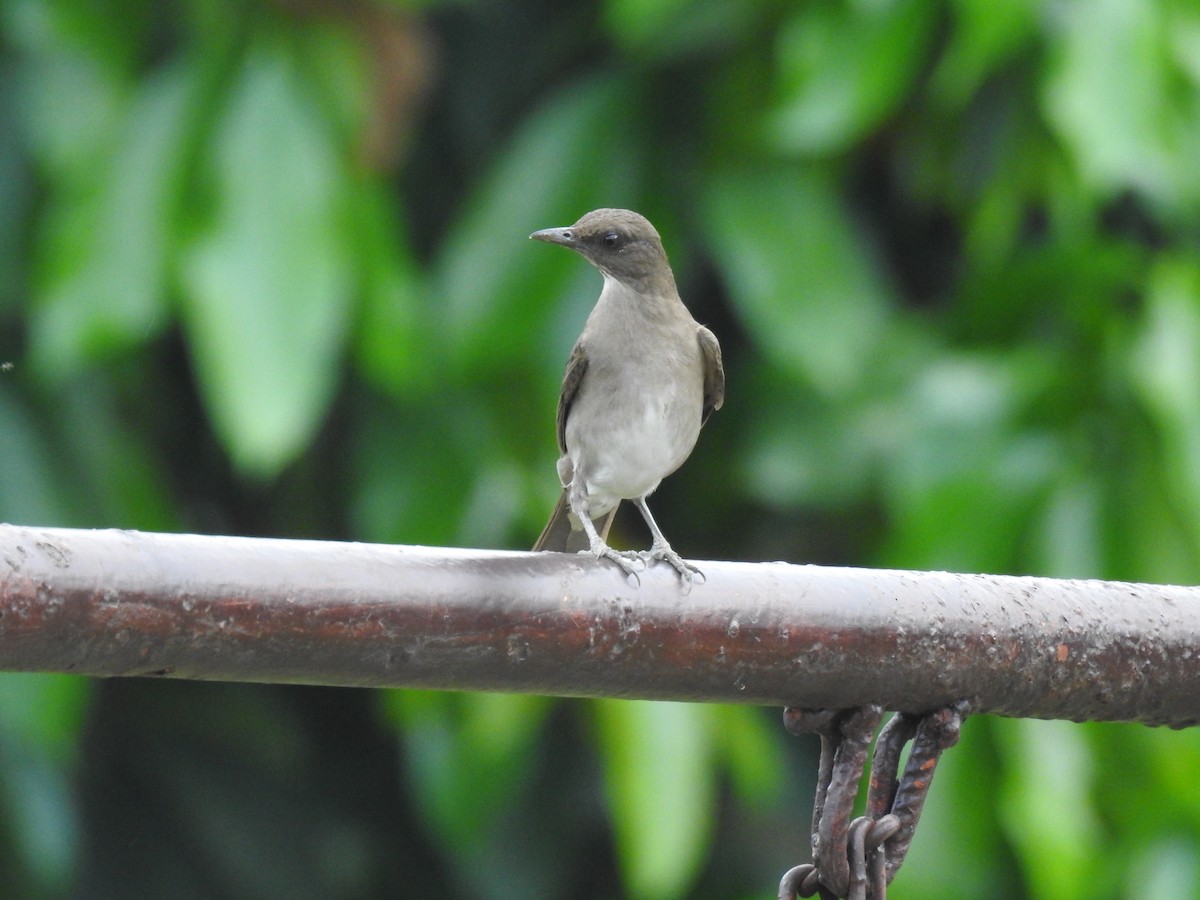 Black-billed Thrush - ML643575985