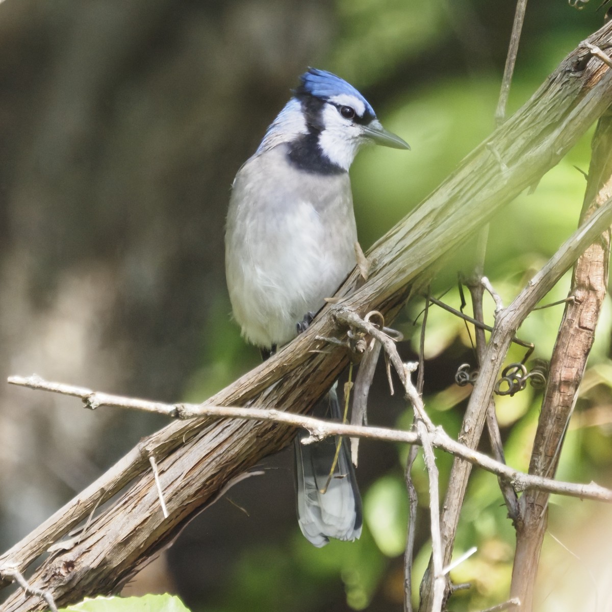 Blue Jay - ML643575986