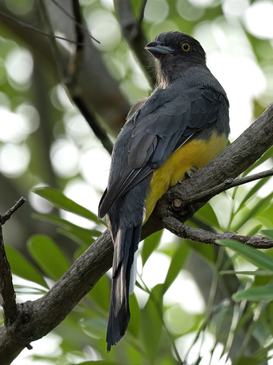 Citreoline Trogon - ML643575987