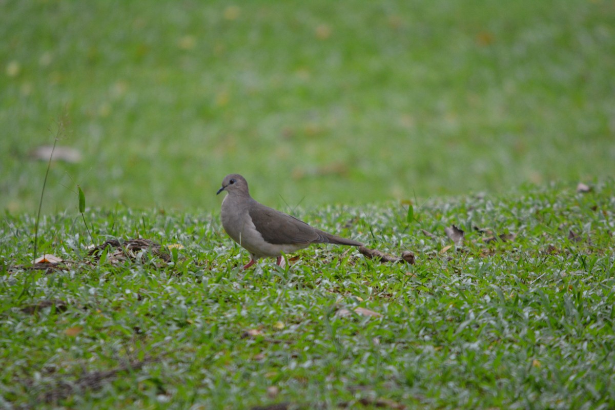 White-tipped Dove - ML643576002