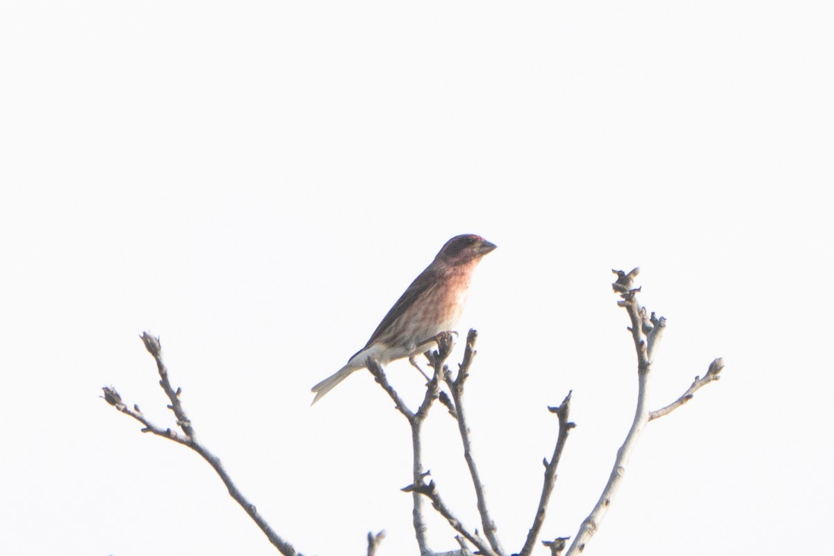 House Finch - ML643576003
