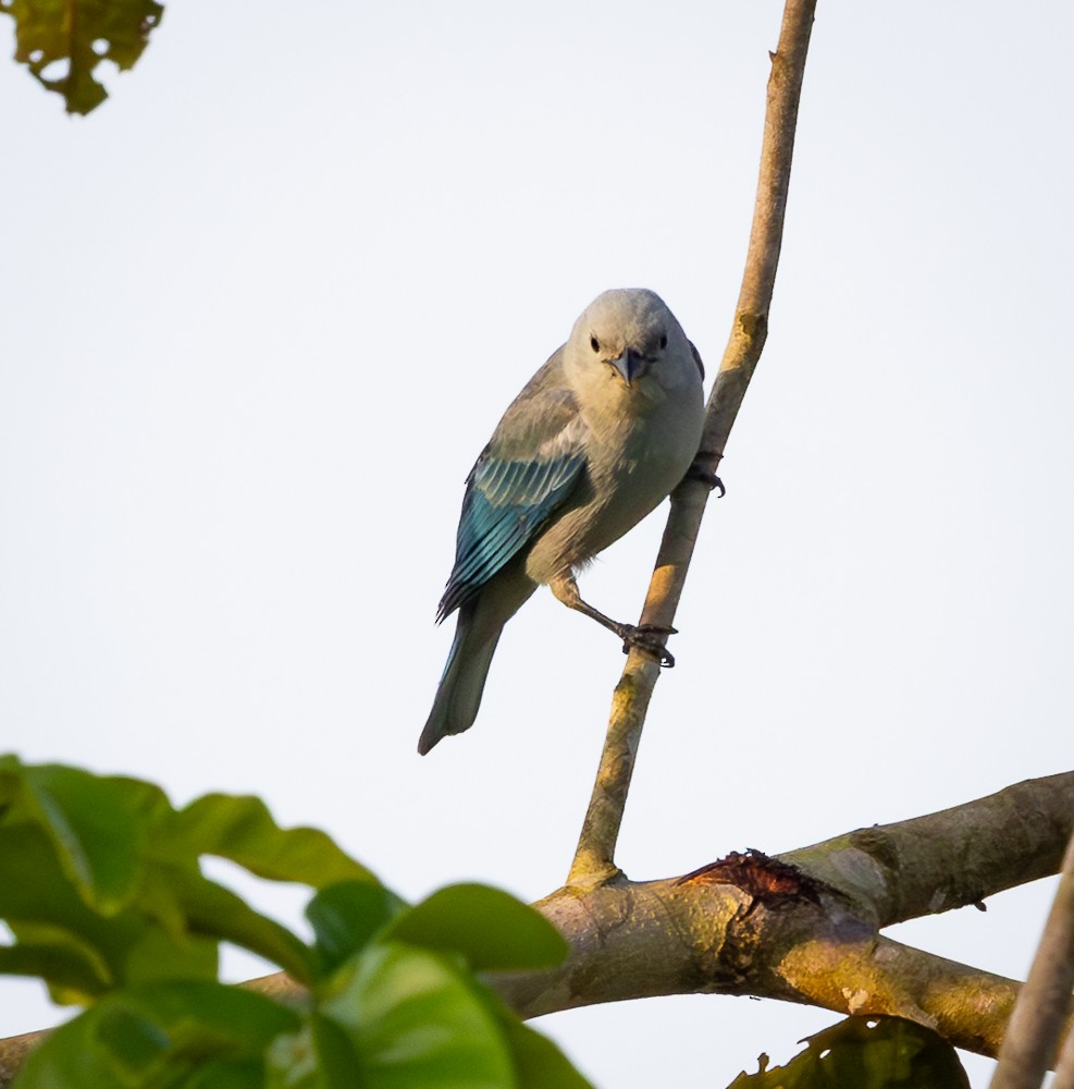 Blue-gray Tanager - ML643576008