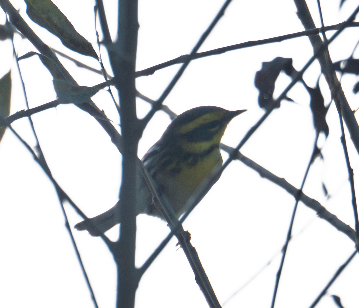 Townsend's Warbler - ML643576010