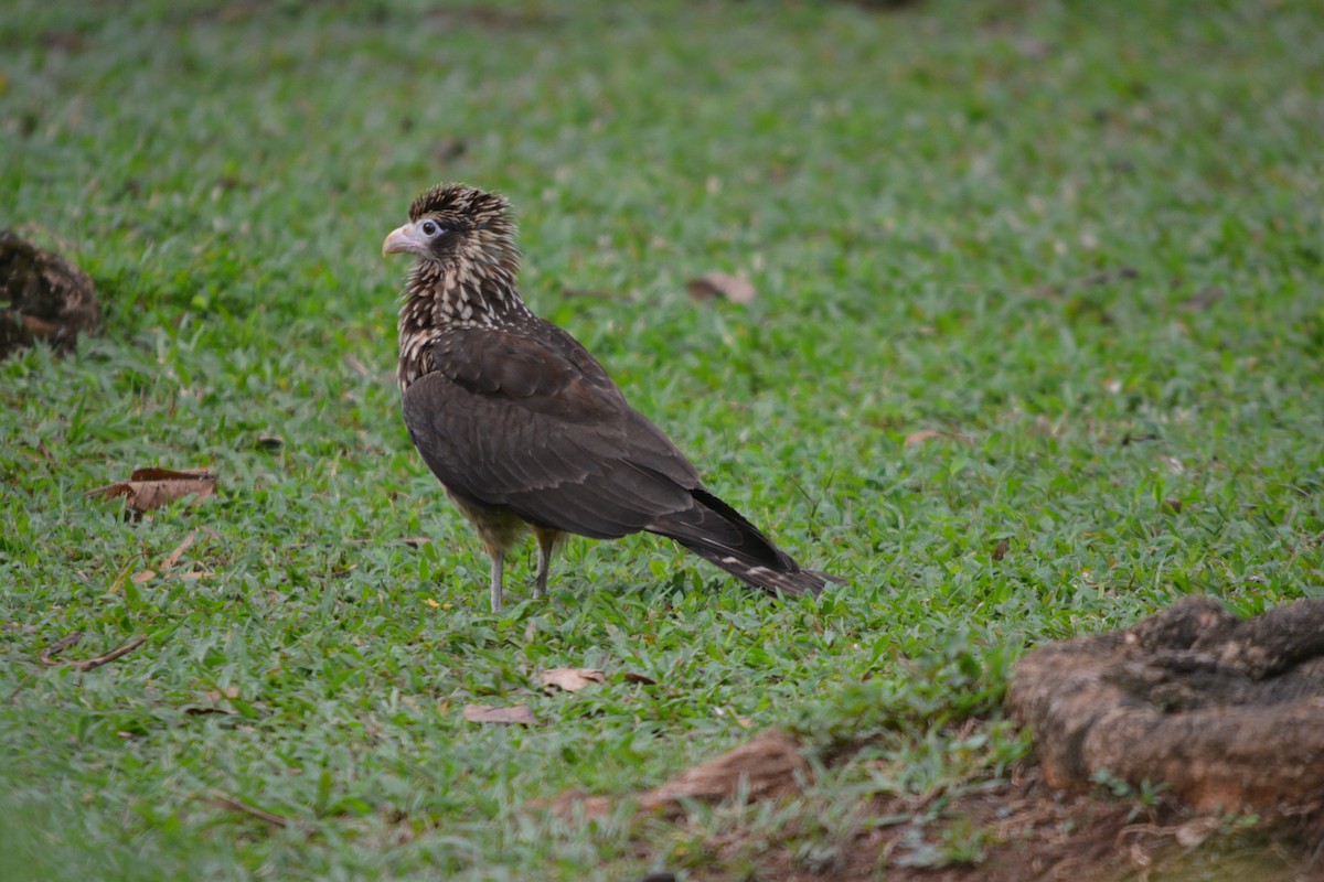 キバラカラカラ - ML643576017