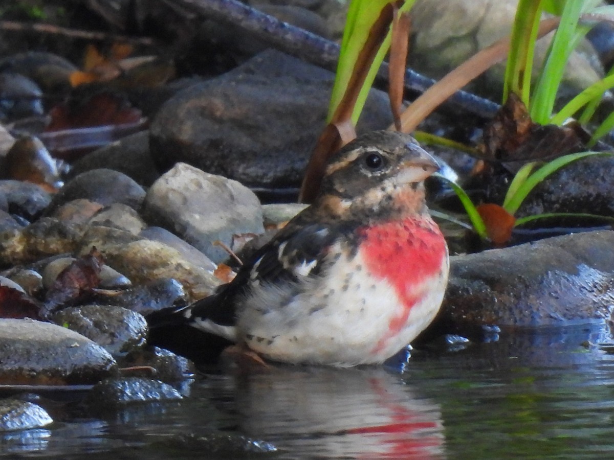 Rose-breasted Grosbeak - ML643576023