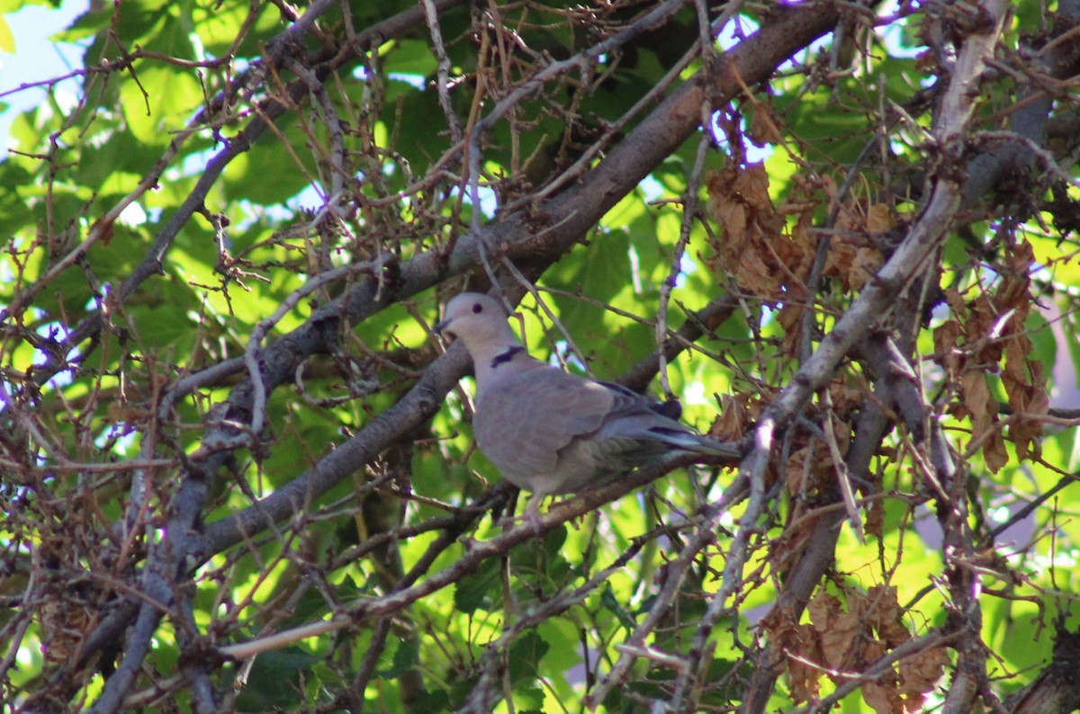 Eurasian Collared-Dove - ML643576047