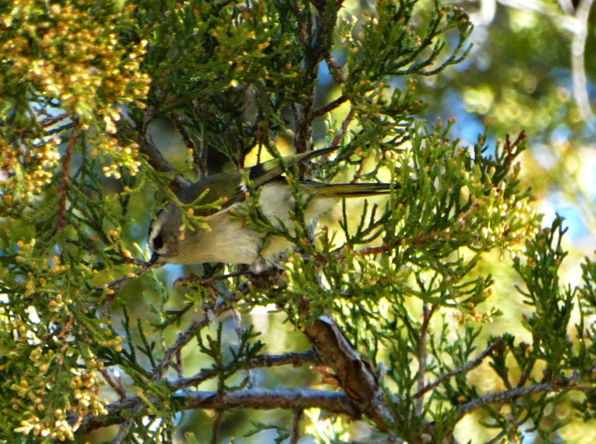 Golden-crowned Kinglet - ML643576050