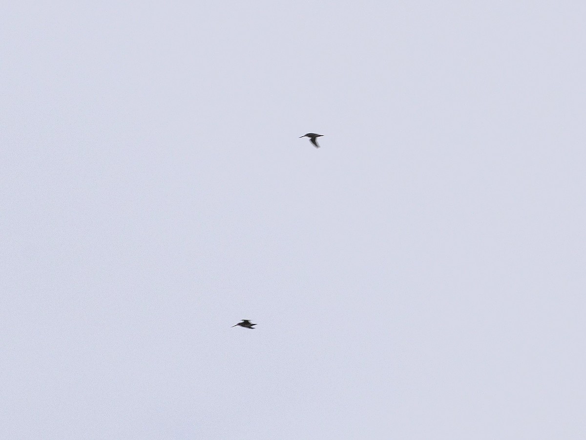 Wilson's Snipe - ML643576059