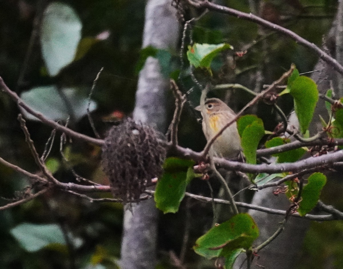 Dickcissel d'Amérique - ML643576067