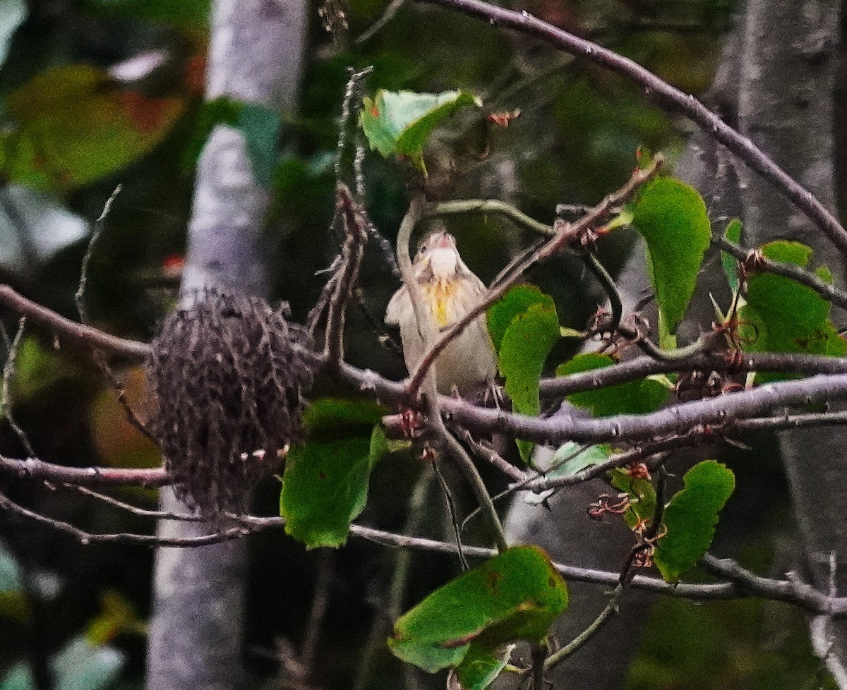 Dickcissel d'Amérique - ML643576068