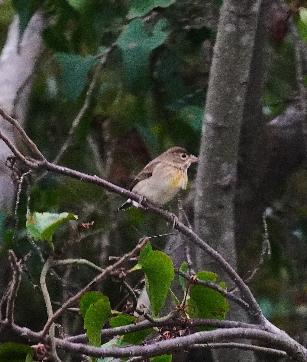 Dickcissel d'Amérique - ML643576069