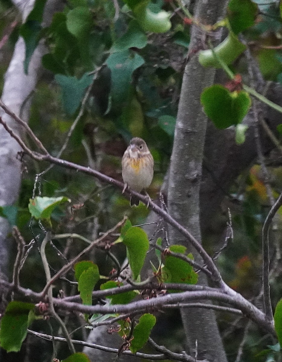 Dickcissel d'Amérique - ML643576070