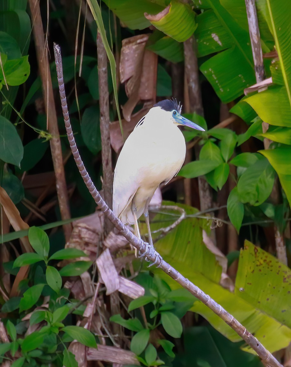 Capped Heron - ML643576071