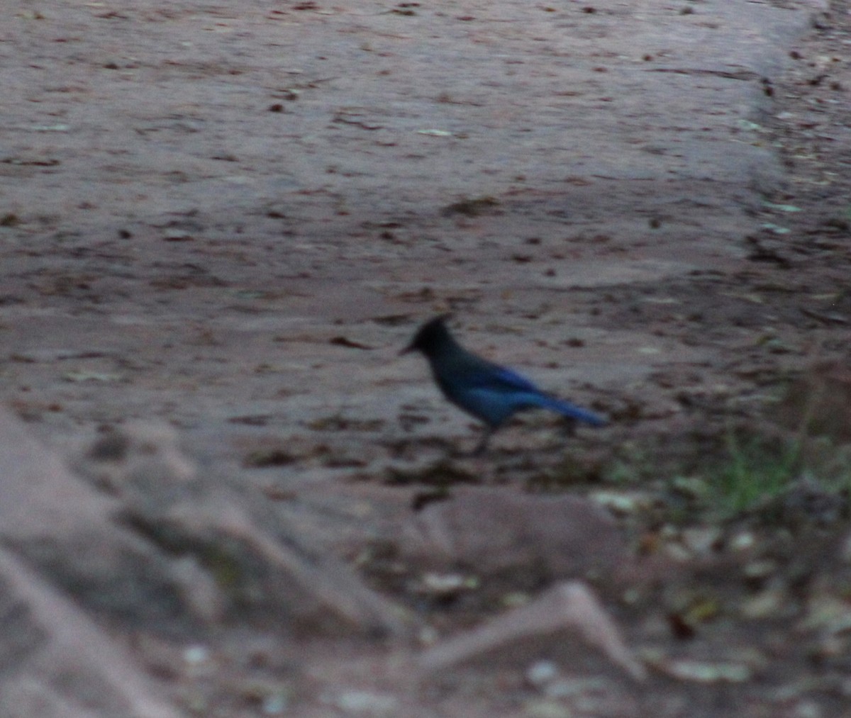Steller's Jay - ML643576074