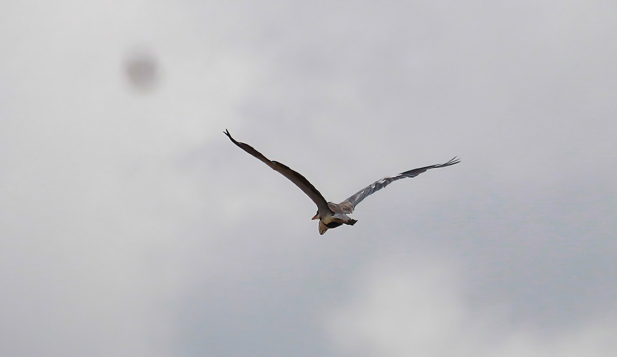 Cocoi Heron - ML643576075