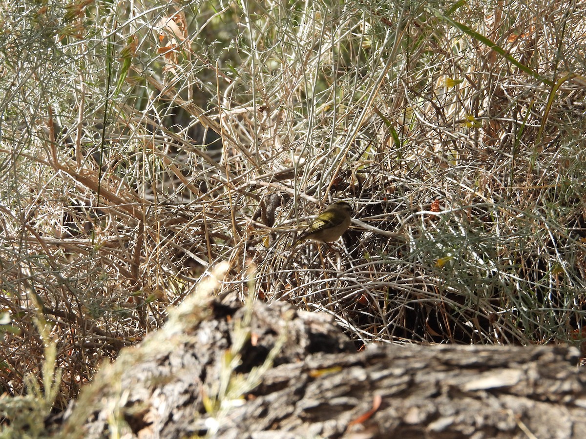 Golden-crowned Kinglet - ML643576087