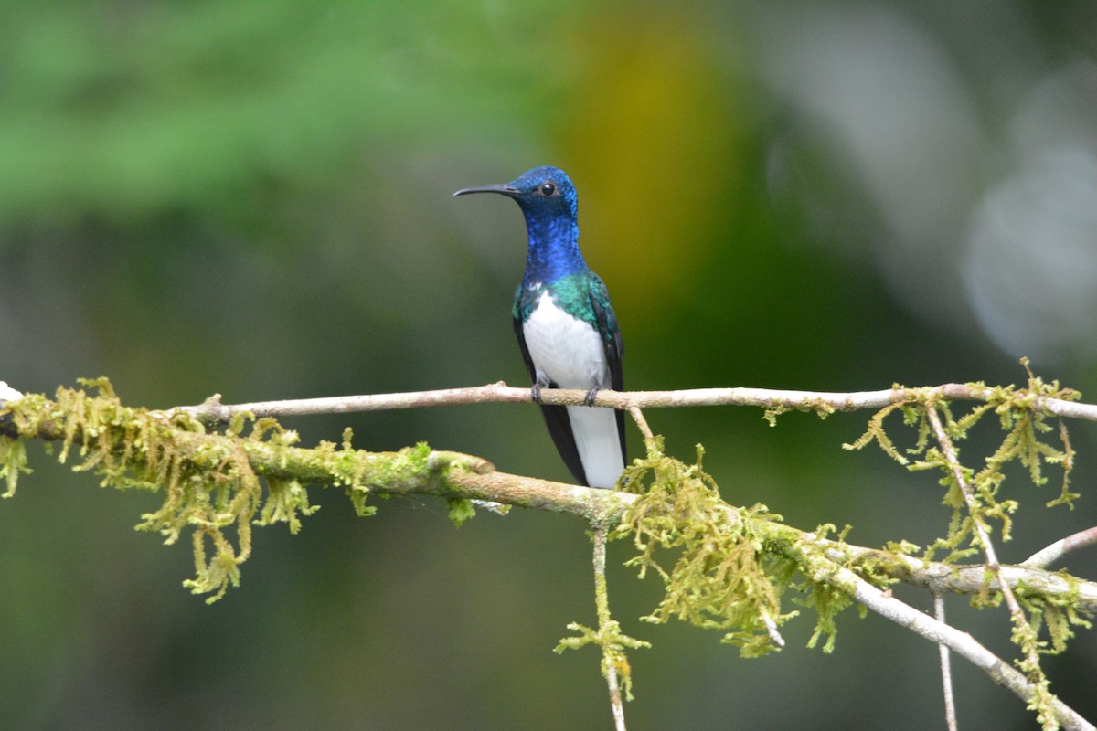 Colibri jacobin - ML643576088
