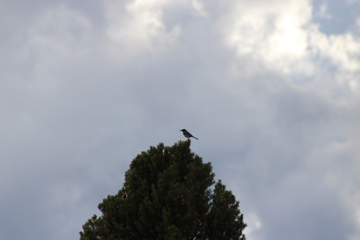Woodhouse's Scrub-Jay - ML643576089