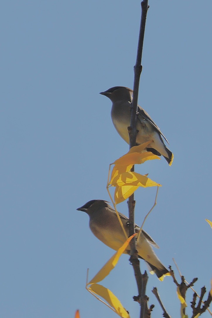 Cedar Waxwing - ML643576092