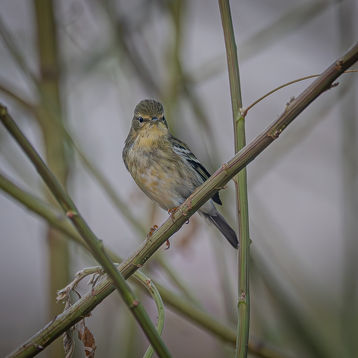 Blackpoll Warbler - ML643576093