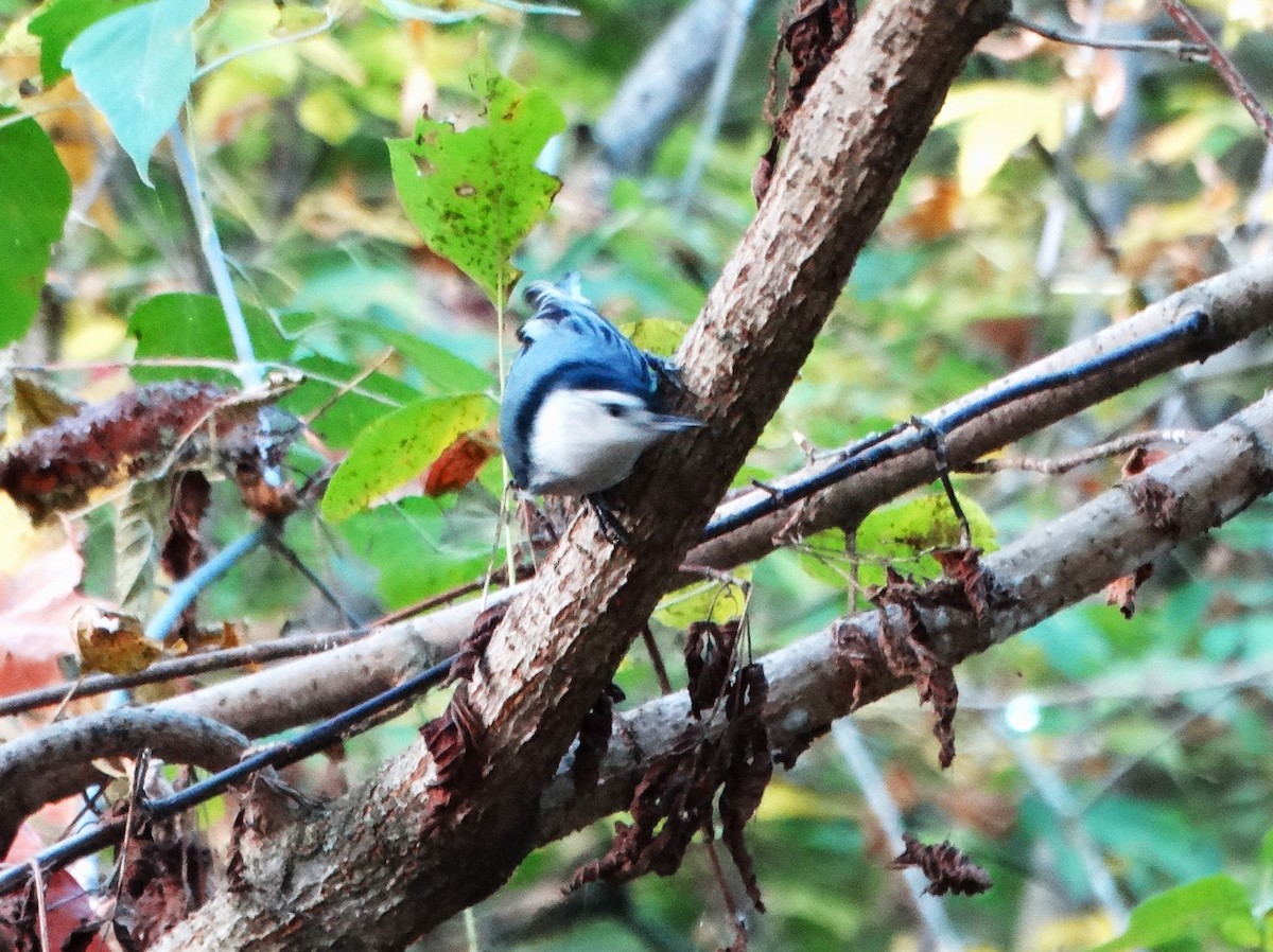 White-breasted Nuthatch - ML643576096