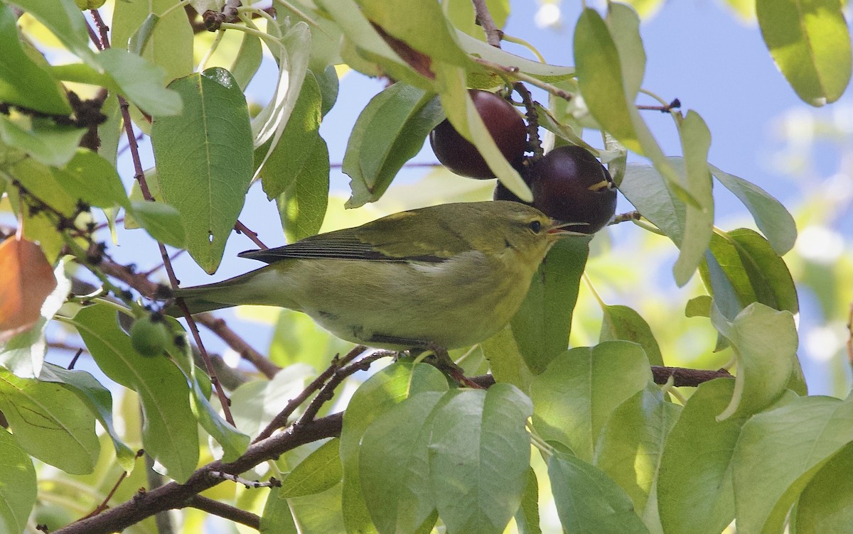 Tennessee Warbler - ML643576099