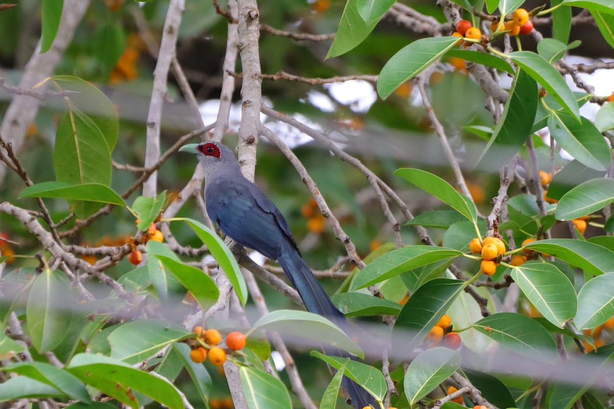 Green-billed Malkoha - ML643576103