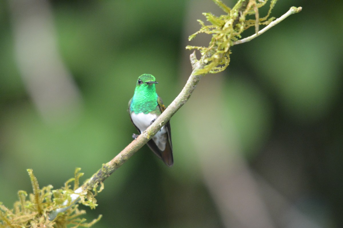 Snowy-bellied Hummingbird - ML643576105