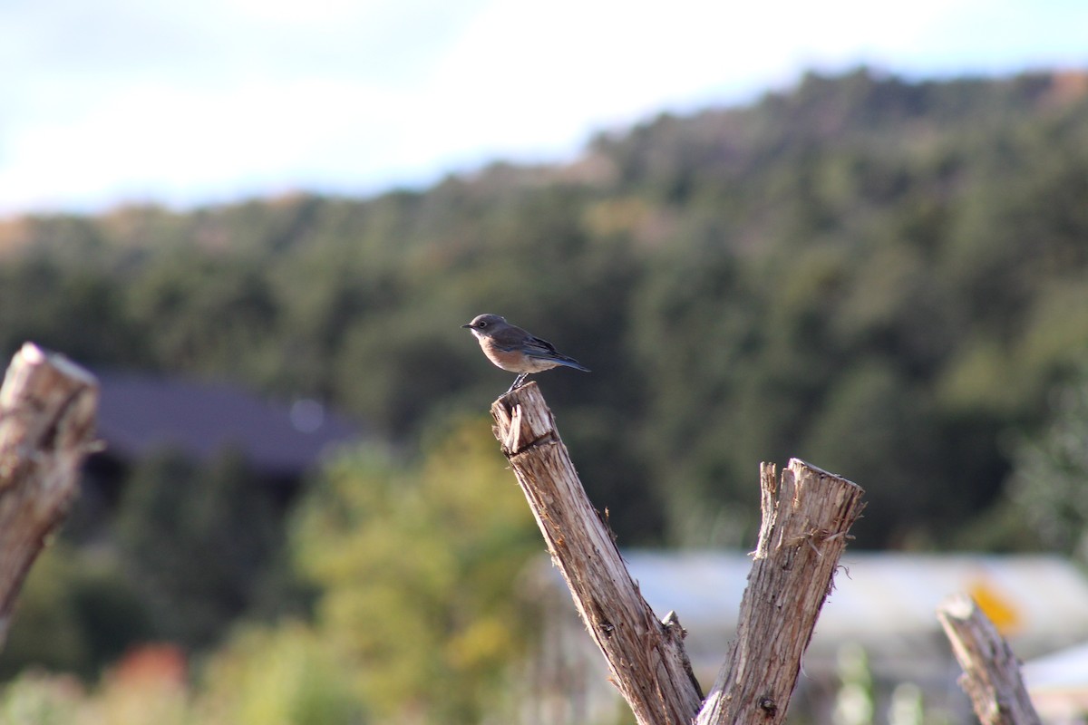 Western Bluebird - ML643576114