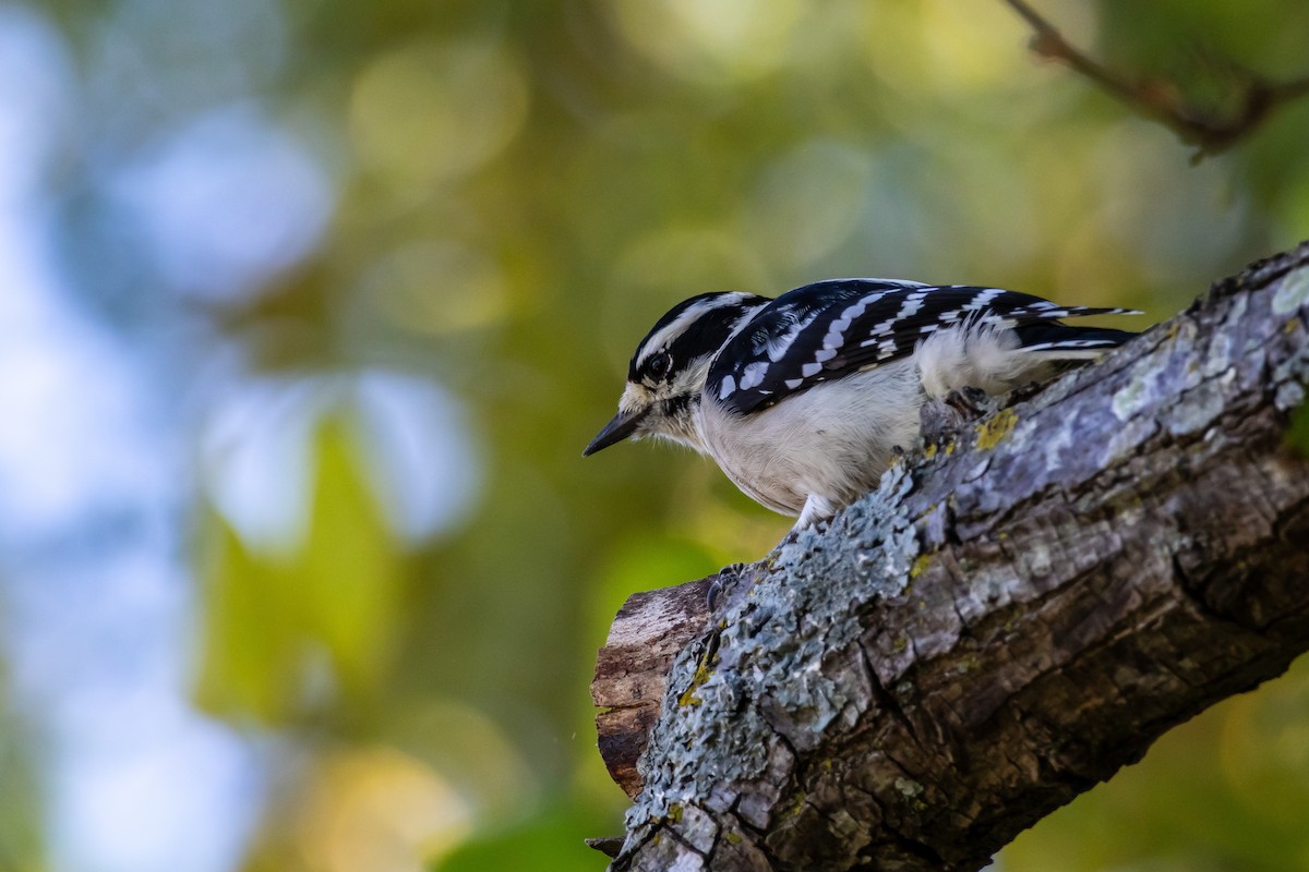 Downy Woodpecker - ML643576118