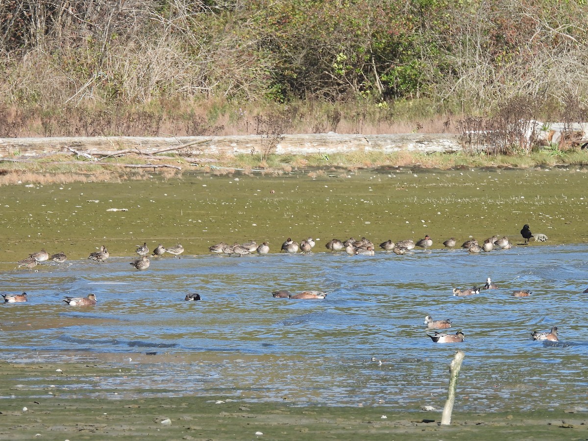 Green-winged Teal - ML643576124