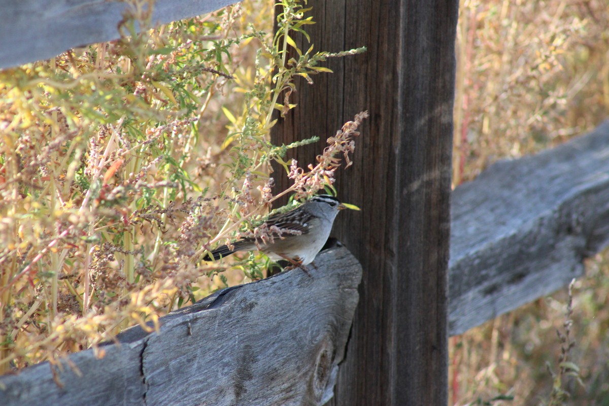 White-crowned Sparrow - ML643576125