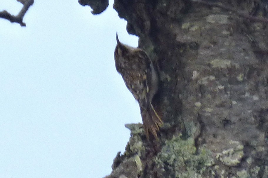 Brown Creeper - ML643576134