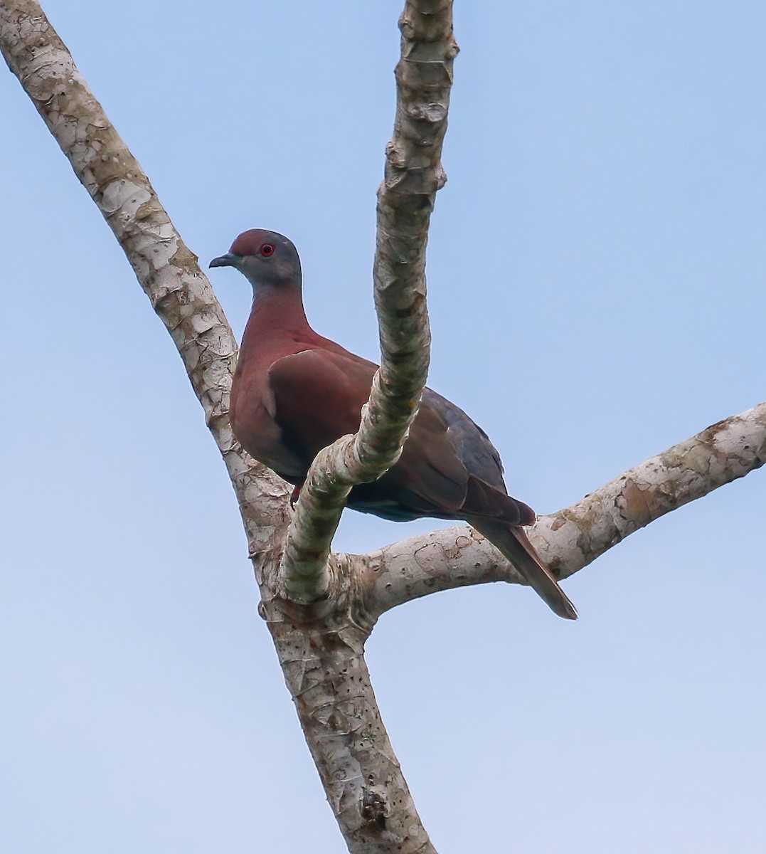 Pale-vented Pigeon - ML643576137